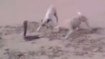 Photo: ${params.title}