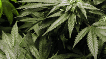 Photo: ${params.title}