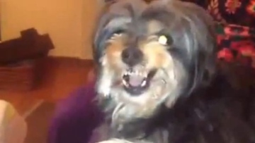 Photo: ${params.title}