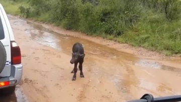 Photo: ${params.title}