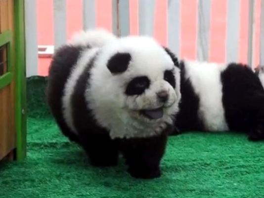 'Panda dogs' becoming a favorite in China - Offbeat - Crazy World