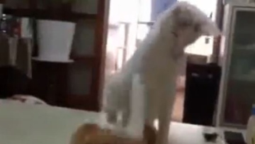 Photo: ${params.title}