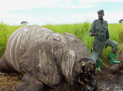 In this photo taken on Wednesday, May 21, 2014, Park ranges stand next to the remains of elephants that were killed by poachers in the Garamba National Park, situated in the Democratic Republic of Congo. At least 68 elephants, some 4 per cent of the population of one of Africa’s oldest parks, have been slaughtered by poachers over the last two months using chain saws and helicopters, warned the non-profit group managing the park. The Johannesburg-based African Parks group said that since mid-May, the 5,000 square kilometre (1,900 square mile) Garamba National Park established in 1938 has faced an onslaught from several different bands of poachers. (AP)