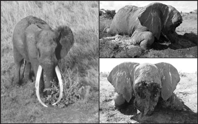 A file picture of Satao the elephant and the tragic carcass. Pic courstey: tsavotrust.org
