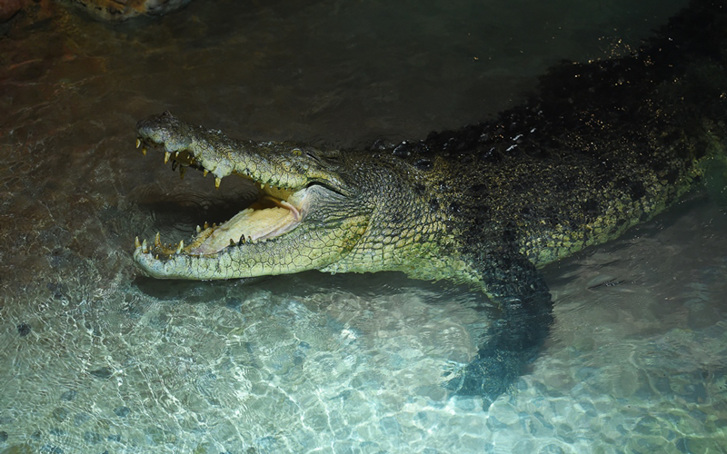 King Croc at Dubai Aquarium & Underwater Zoo