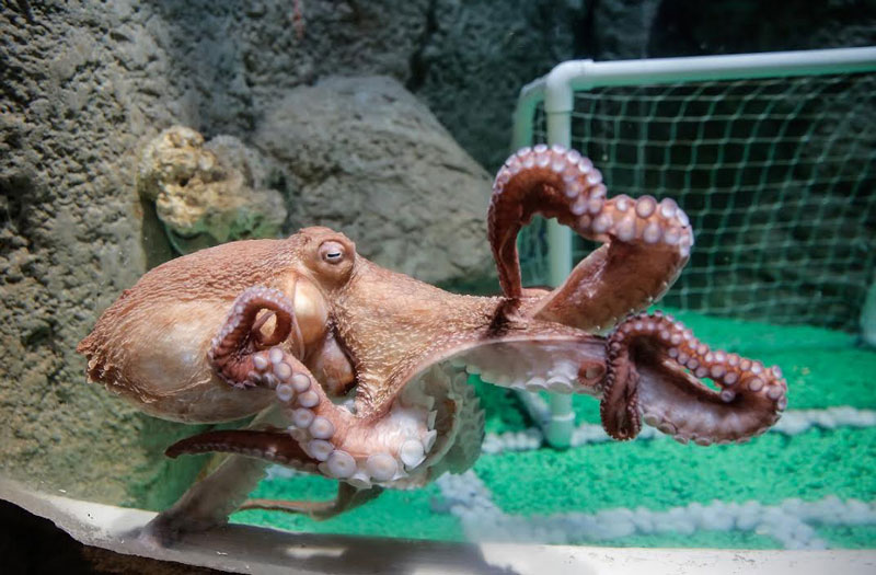 The octopus is at the Dubai Aquarium & Underwater Zoo [Picture: SUPPLIED]