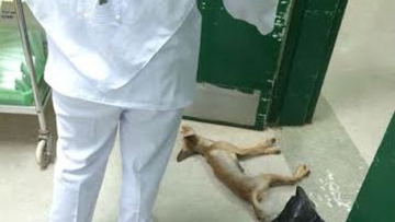 Photo: ${params.title}