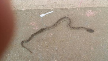 Photo: ${params.title}