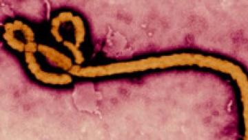 Photo: ${params.title}