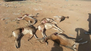 Photo: ${params.title}