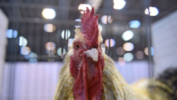 Photo: ${params.title}