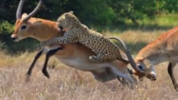 Photo: ${params.title}