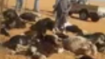 Photo: ${params.title}