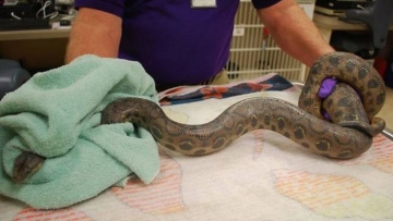 Photo: ${params.title}