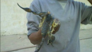 Photo: ${params.title}