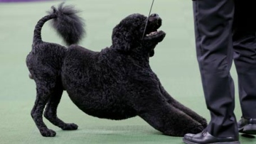 Photo: ${params.title}