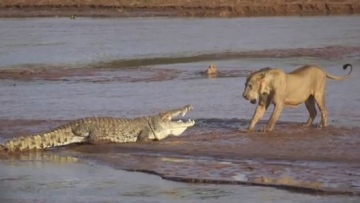 Photo: ${params.title}