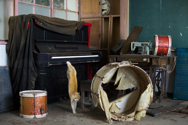 A cat jumps off a piano in the music room of a derelict school on Aoshima Island in the Ehime prefecture in southern Japan February 25, 2015. (Reuters)