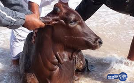 Cows were aboard a cargo vessel which sank in Oman’s territorial water. (Supplied)