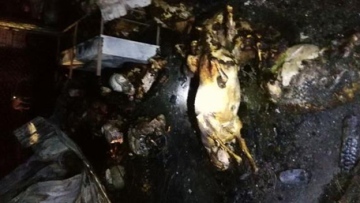 Photo: ${params.title}