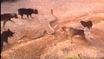 Photo: ${params.title}