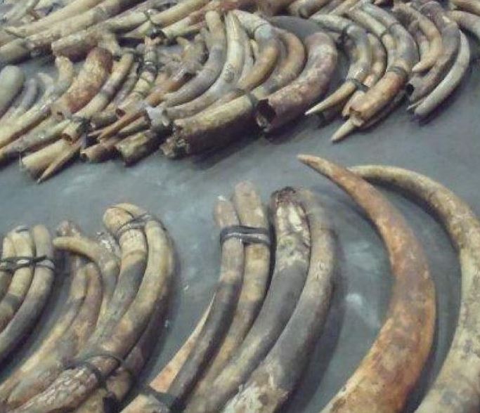 UAE to destroy over 10 tonnes of illegal ivory News Emirates