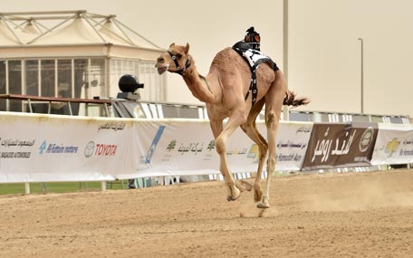 Final day of the traditional festival of Arabian Purebred Camel Races in Al Wathba on Thursday. (Wam)