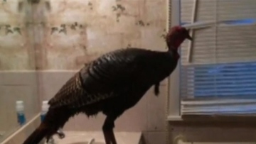 Photo: ${params.title}