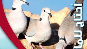 Photo: ${params.title}