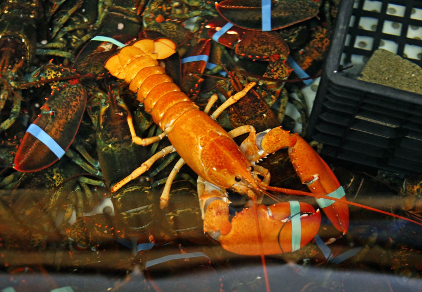 Rare bright orange lobster caught Offbeat This is life Emirates247