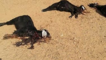 Photo: ${params.title}