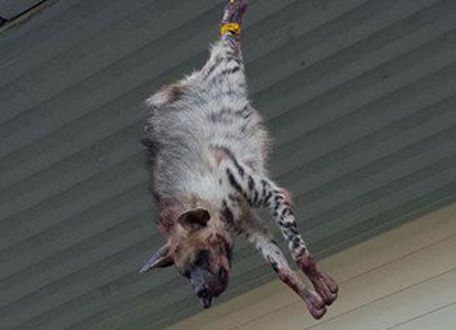 Hyena found hanging on Saudi road  News  Emirates247
