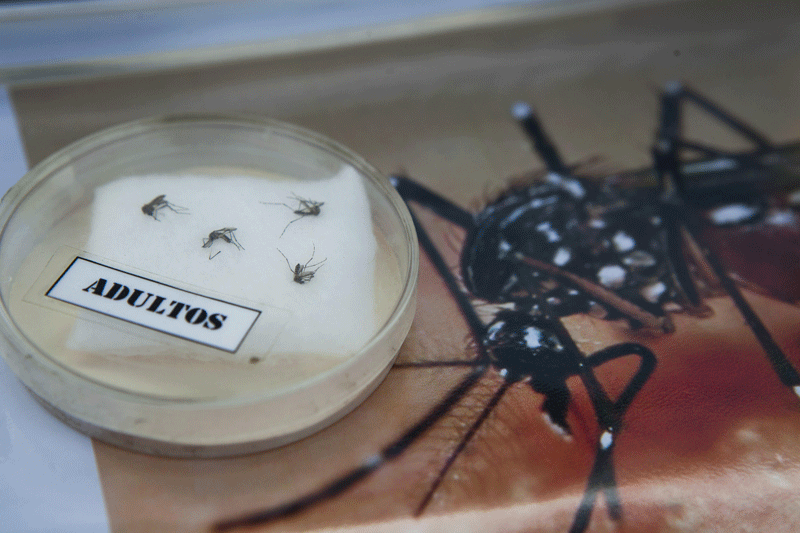 View of Aedes aegypti specimens, the mosquitos that transmit Zika, Dengue and Chikungunya virus, displayed by the Peruvian Health Ministry in Lima on January 27, 2016. (AFP)