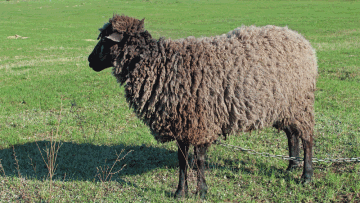 Photo: ${params.title}