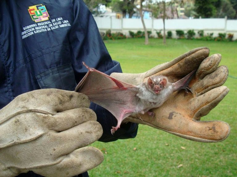 Vampire bats enjoy sharing a 'drink' with friends