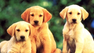 Photo: ${params.title}