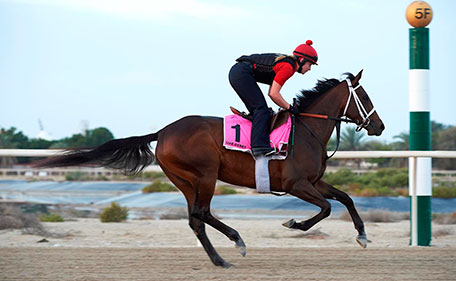 Polar River could become the first to the land the UAE “Fillies’ Triple Crown” on Saturday.(Dubai Racing Club // Andrew Watkins)