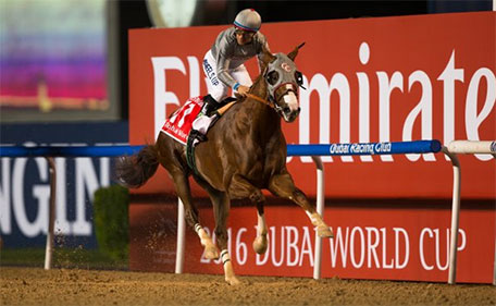 California Chrome winning the S10 million Dubai World Cup at Meydan Racecourse on Saturday March 26 2016. (Courtesy Dubai Racing Club)
