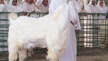 Photo: ${params.title}