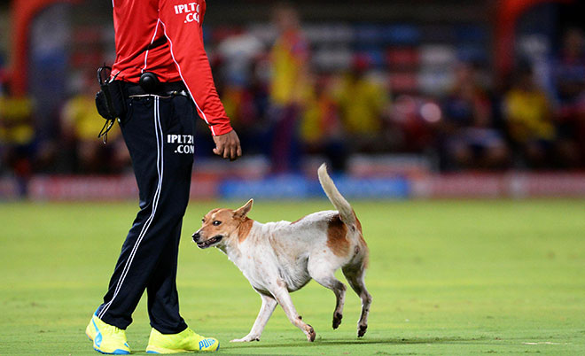 A stray dog runs over the pitch during the 2016 Indian Premier League (IPL) Twenty20 cricket match between Rising Pune Supergiants  and Delhi Daredevils at Dr. Y.S. Rajasekhara Reddy ACA-VDCA Cricket Stadium in Visakhapatnam on May 17, 2016. (AFP)