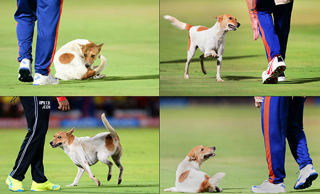 This combination of pictures created on May 18, 2016 shows a stray dog interrupting play during the 2016 Indian Premier League (IPL) Twenty20 cricket match between Rising Pune Supergiants and Delhi Daredevils at Dr. Y.S. Rajasekhara Reddy ACA-VDCA Cricket Stadium in Visakhapatnam on May 17, 2016. (AFP)