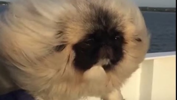 Photo: ${params.title}