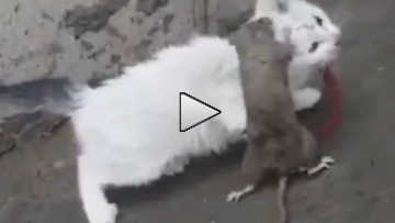 Photo: ${params.title}