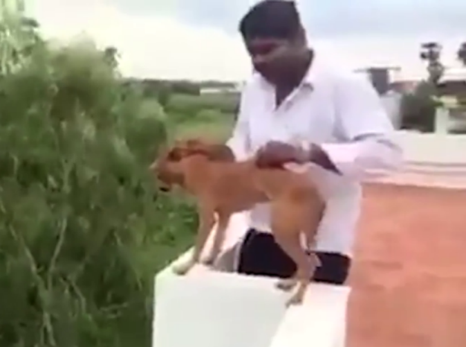 Police hunt for students who threw dog off roof Law & Order World