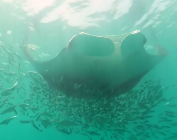 Manta ray with 12-foot wingspan on Instagram - Videos - Virals