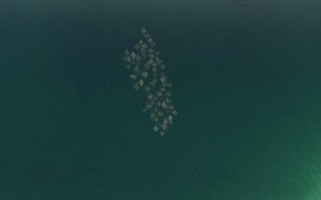 Dubai resident Pim Bonenkamp says he also encountered a whale shark last year when diving off the coast of Oman. He also spotted a Stingray fever on June 15, this year in Dubai Marina. (Supplied)