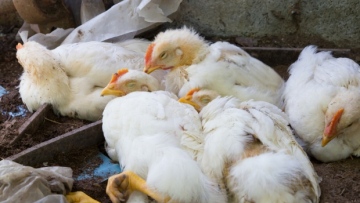 Photo: ${params.title}