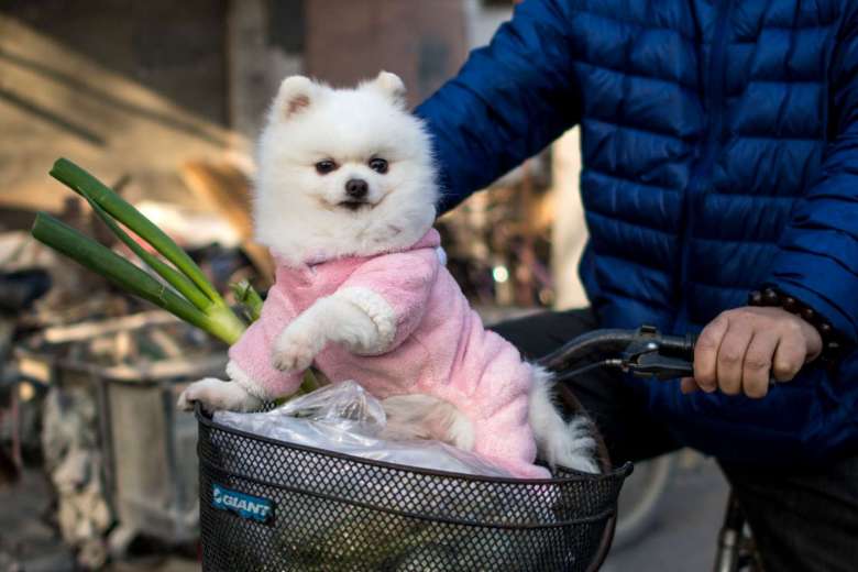 Stylish dogs rule the catwalks of Shanghai's streets - Offbeat - This ...