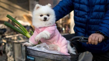 Photo: ${params.title}