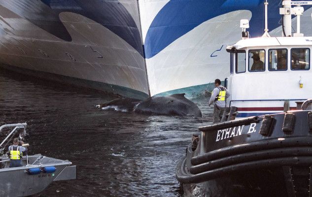cruise ship whale collision